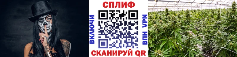 Каннабис сатива  Межгорье 